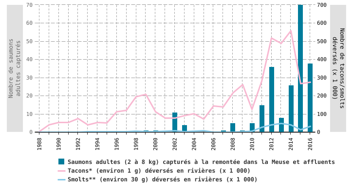 Repeuplement de saumons juvéniles et recensement de saumons adultes en Wallonie